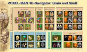 Table of contents of the VOXEL-MAN 3D-Navigator: Brain and Skull