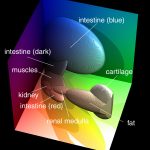 Ellipsoids in RGB color space used for classification of various tissue types of the Visible Human