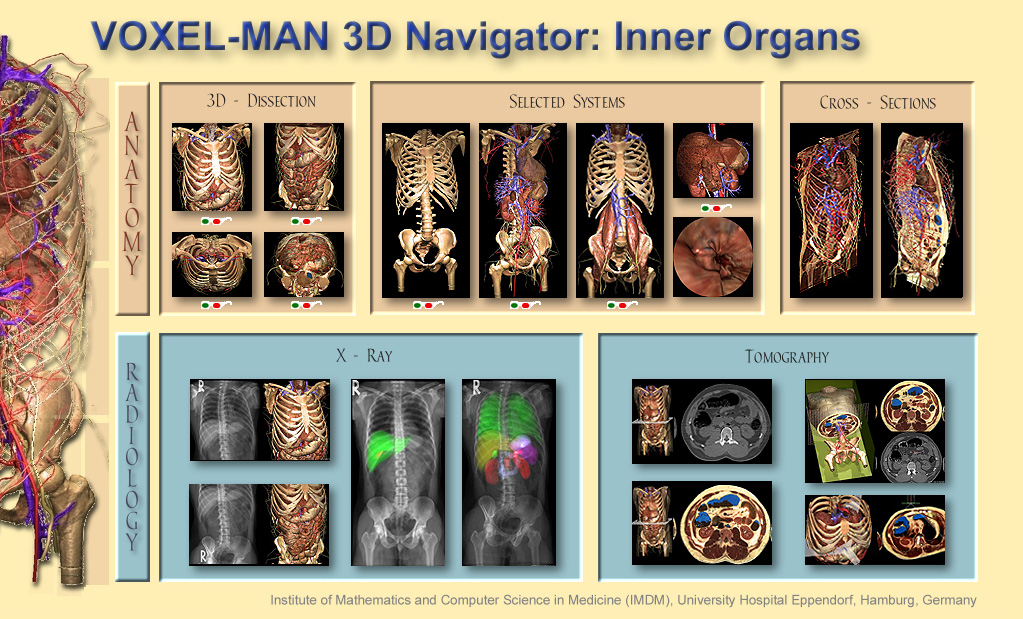 Visual table of contents of the VOXEL-MAN 3D-Navigator: Inner Organs