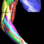 Colored muscles of the arm