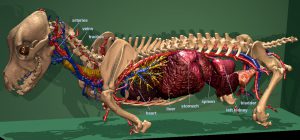 Internal organs of the Visible Dog