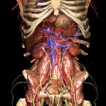 Removal of large parts of the digestive tract reveals deeper structures of the body anatomy
