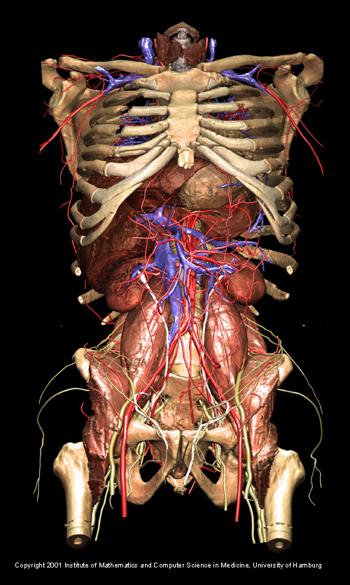 00-03373 4M Human Torso Anatomy Ciencia 