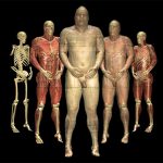 Different states of virtual dissection of the Visible Human