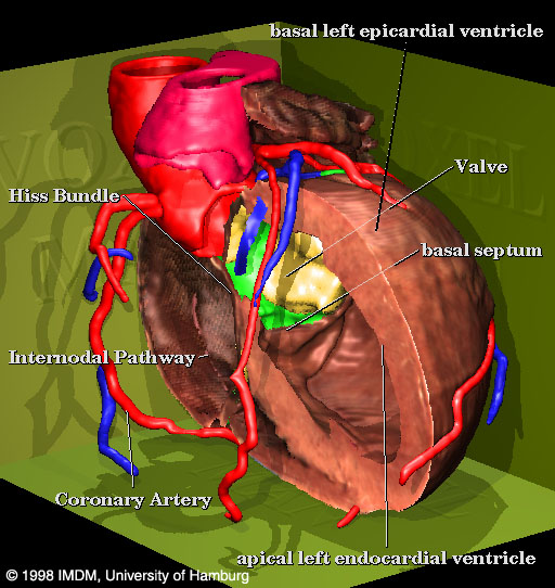 Digital Anatomy of the Heart