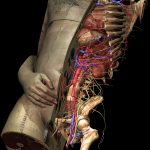 High resolution model of human anatomy, based on the Visible Human Male