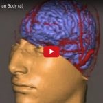 Visualizing the Human Body